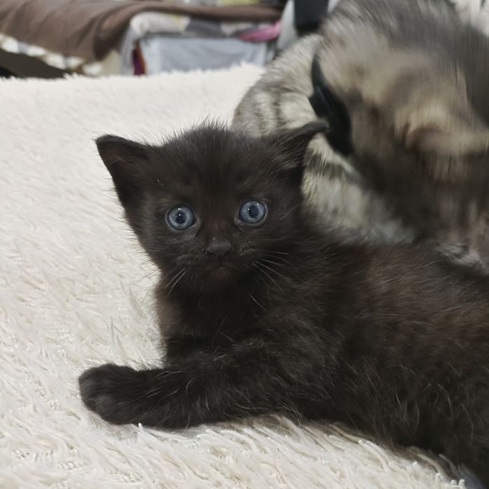 Отдам котят в хорошие руки
