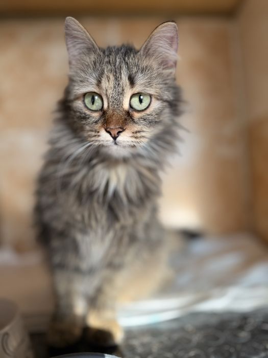 Отдам кошку в добрые руки