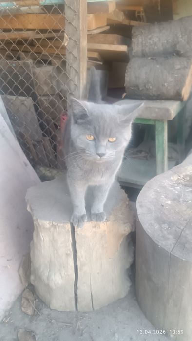 Кошечка молодая персидская