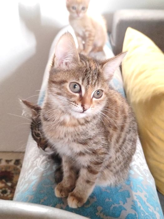 Отдаю котят в добрые руки