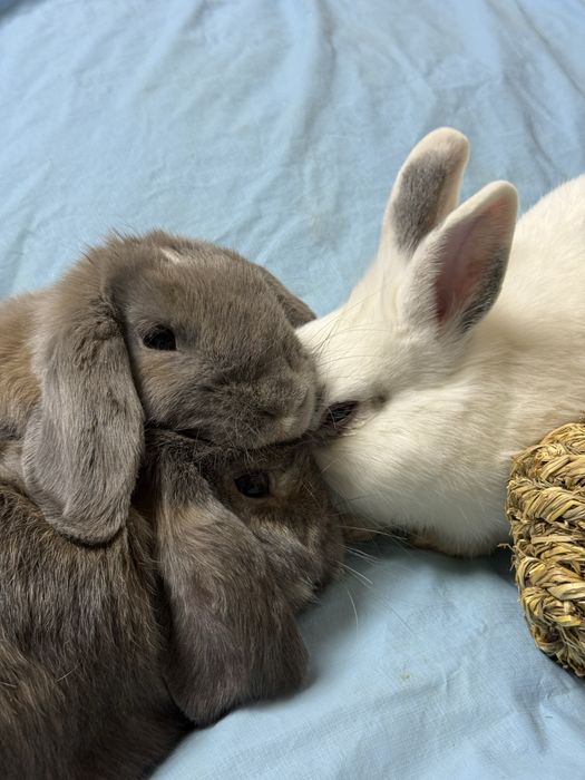 Декоративные Кролики