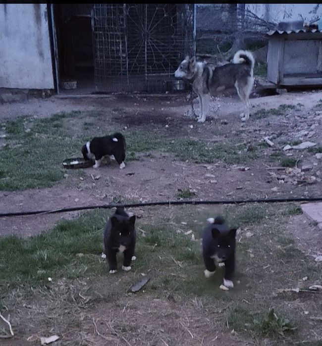 Продам щенков лайки