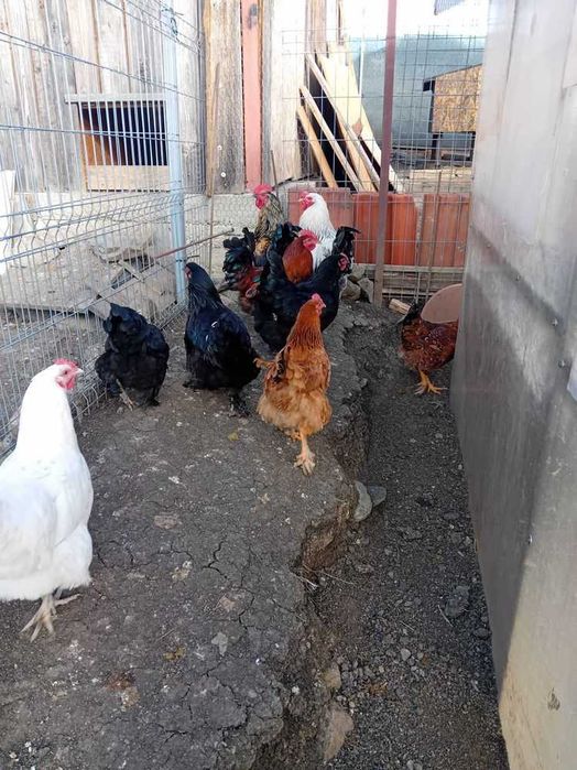 Vând/schimb prepelițe și cocoși