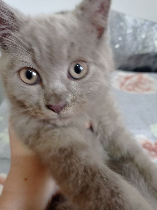 Продается  котята скотиш страйт