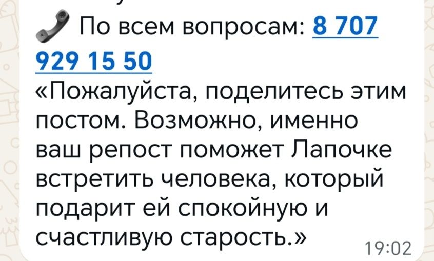Ищет дом собачка.