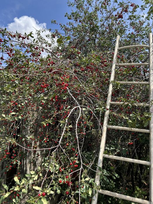 Продаем дачный дом