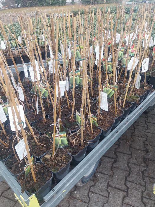 Pomi fructiferi direct de la producator