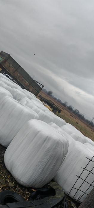 Baloti lucernă coasa 5