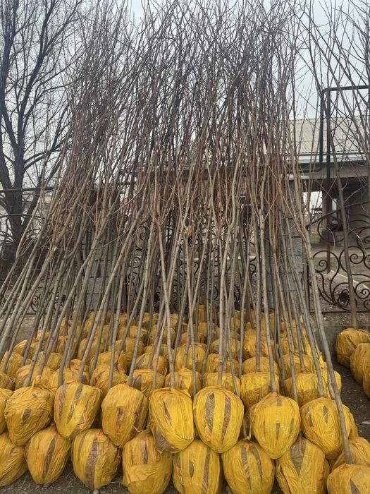 Вяз (карагач) оптом