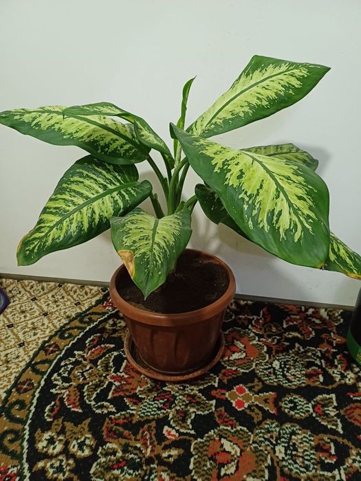 Цветы дихенбахия натуральный кислород такое время сейчас как в Ташкент