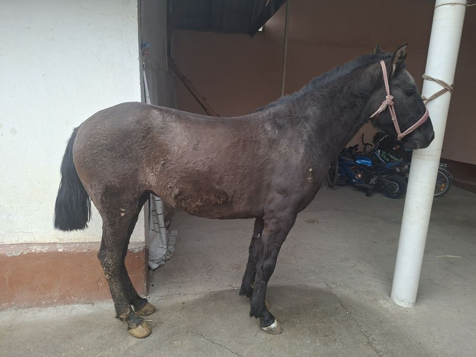 Байтал   сатылады