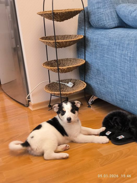 Щенок в добрые, надежные руки.