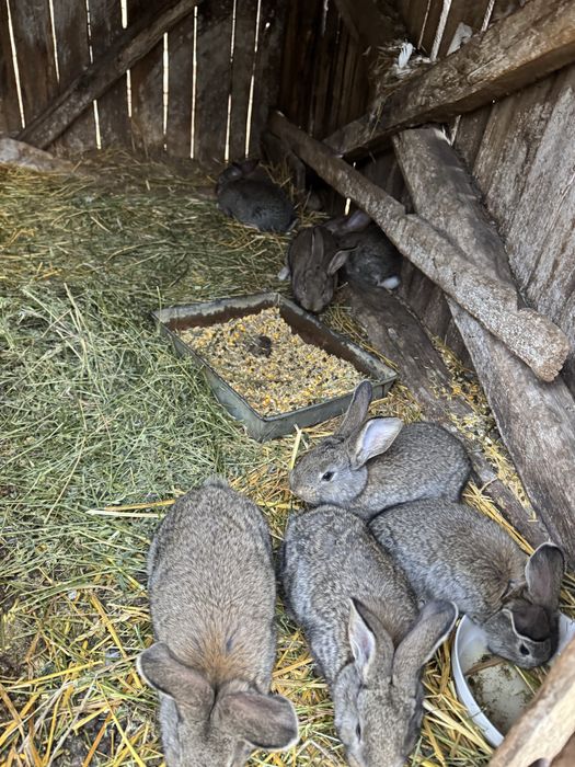 Iepurasi urias german din parinti tatuati cu certificat 6 saptamani