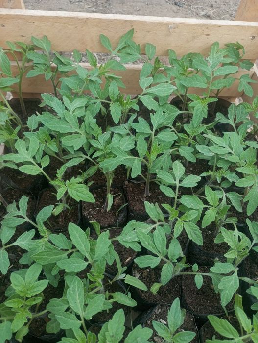 Pomidor bodiring nal sotamiz .