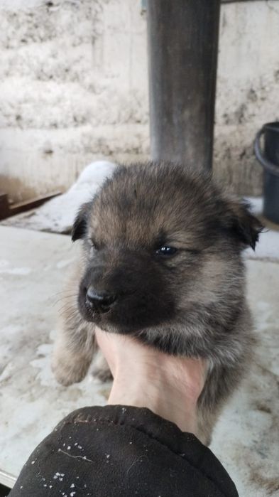 Отдам щенят в добрые руки