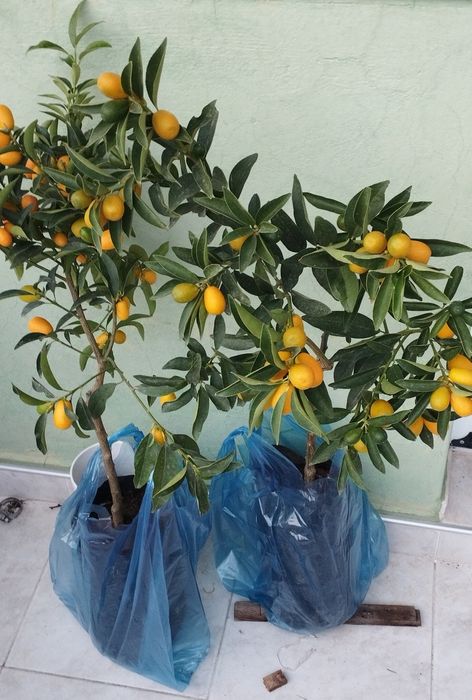 Кумкуат с плодове