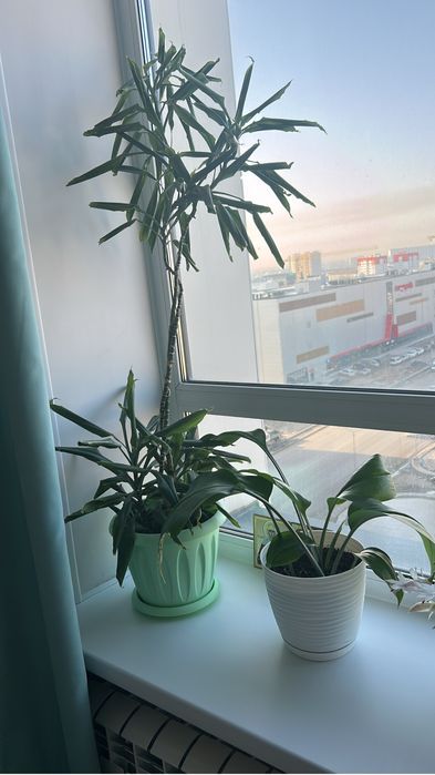 Продам цветок пальму