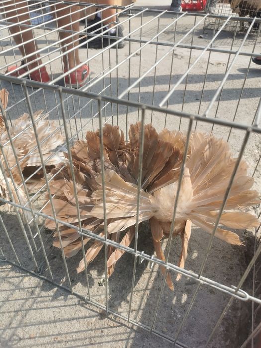 Porumbei rotati votati pave