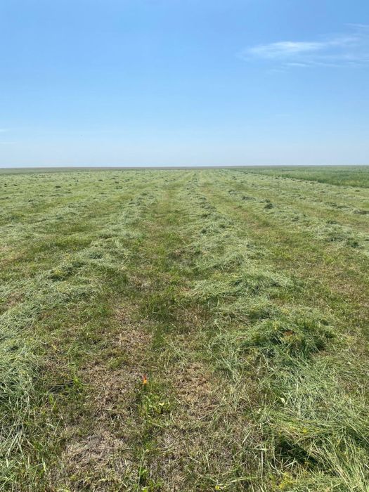 Сено луговое разнотравье