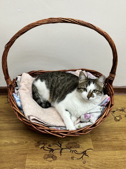 В добрые руки, стерилизована