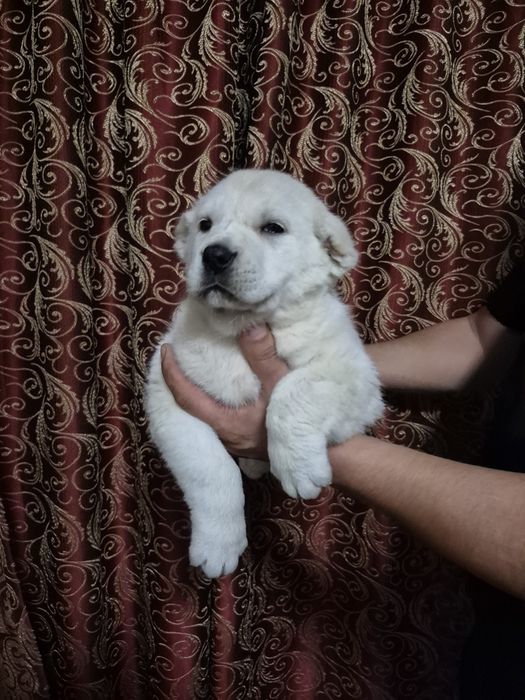 Щенок супер тяж боец