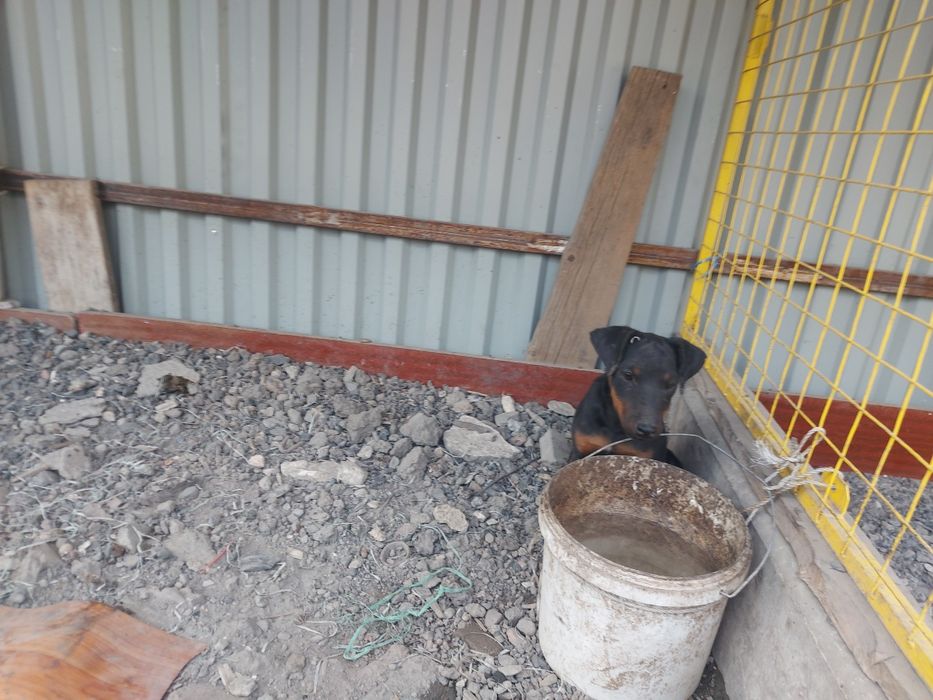 Ягдтерьер родословные щенки