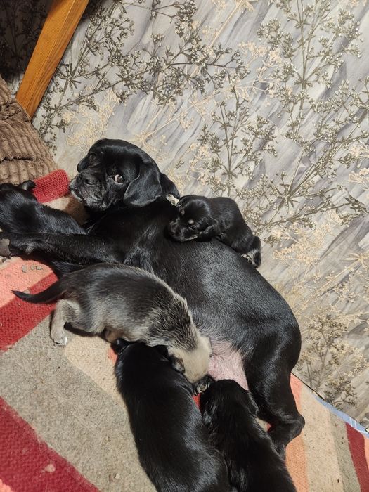 В добрые руки. Девочки