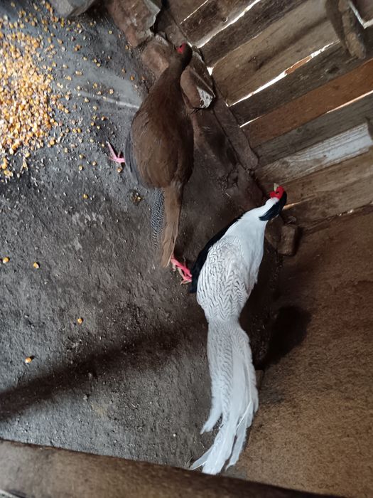 Fazani arginti doi ani