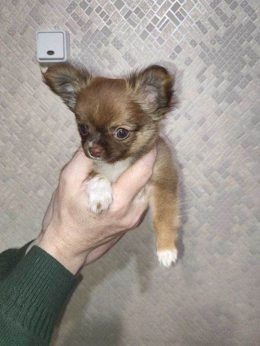 Крошки с ладошку ищут родителей