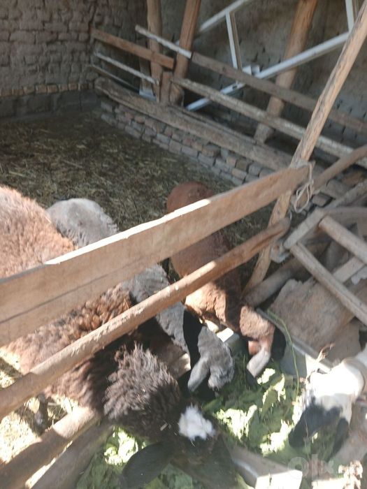 Казоки она бола куй сотилади