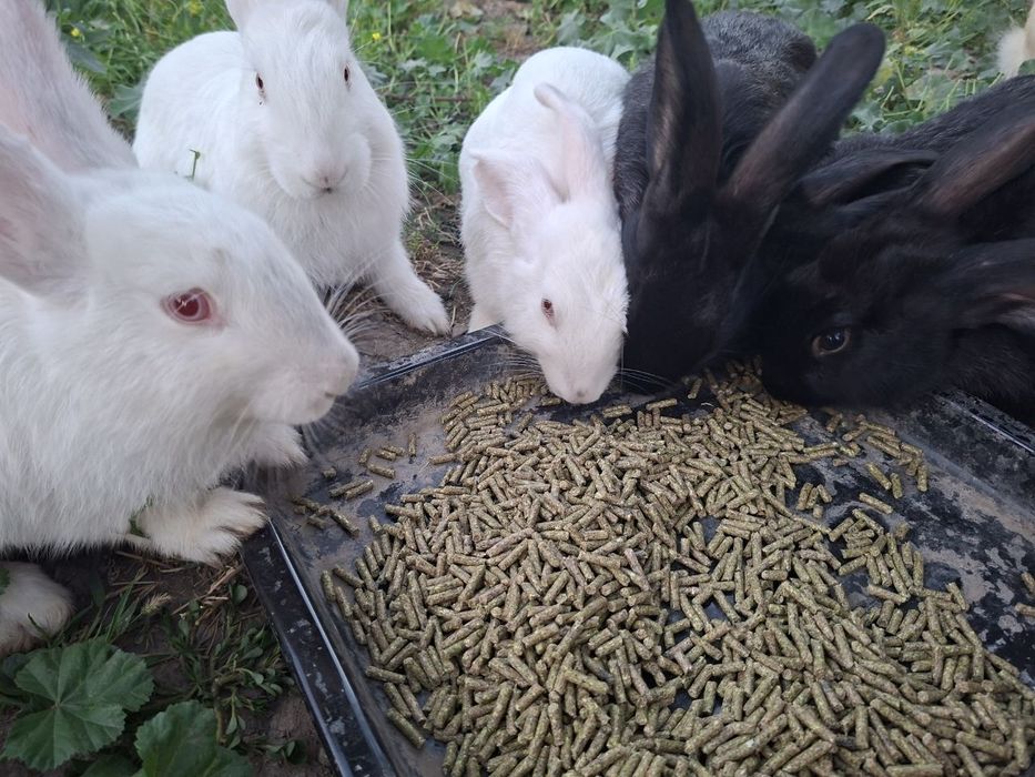Продаются кролики