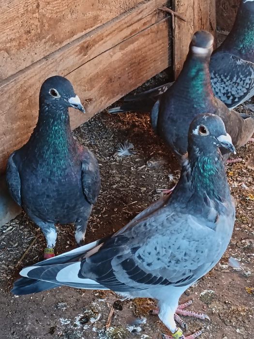 Vănd pui 2026 sportivi