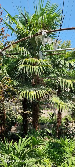 Palma traykarpus 2 metrdan 5 metrgacha