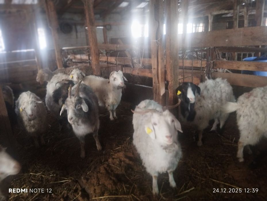 Шаруа ешкілер,токты