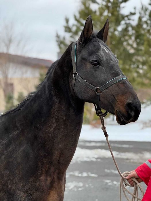 Продаётся лошадь