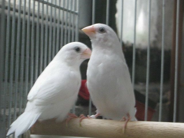 Взрослые амадины зебровые