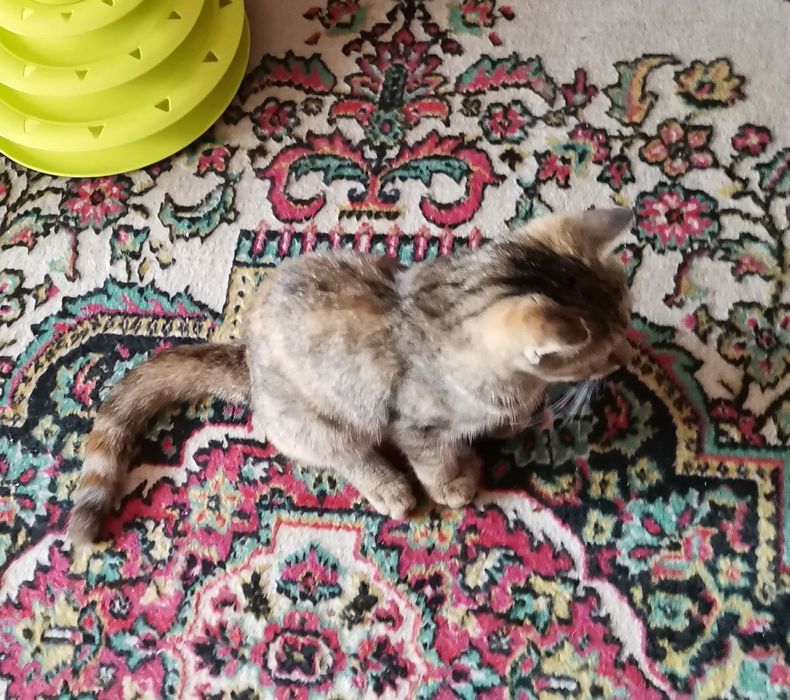 Котенок в добрые руки