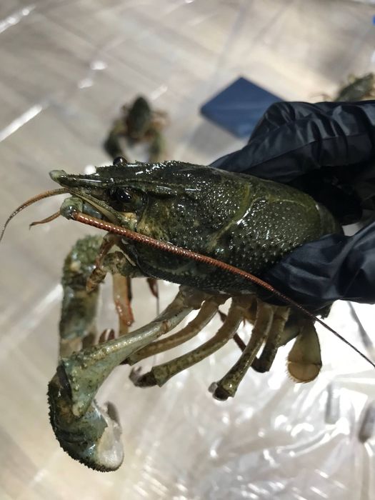 Речной рак - самец, рак, краб