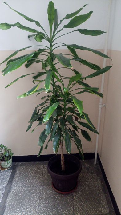 Драцена- височина 1,7 метра