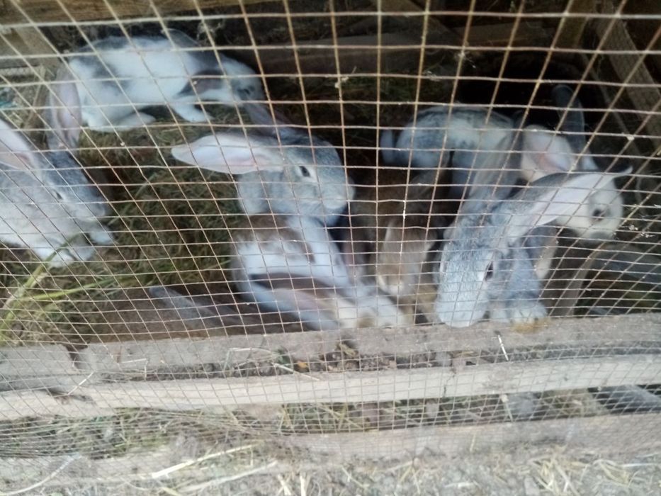 Qoyon bolalari sotiladi 5 oylik