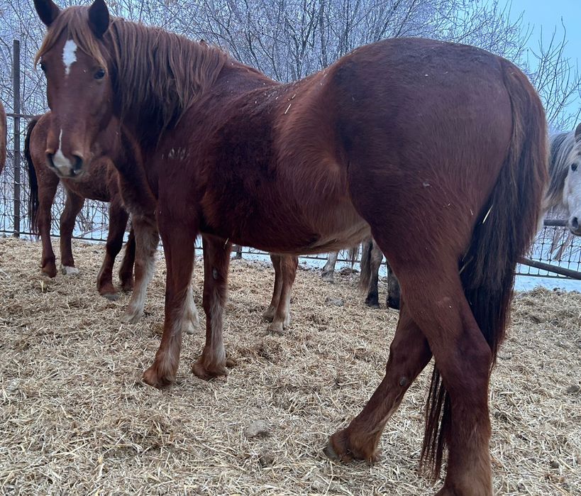 Продам глубоко жиребых кобыл