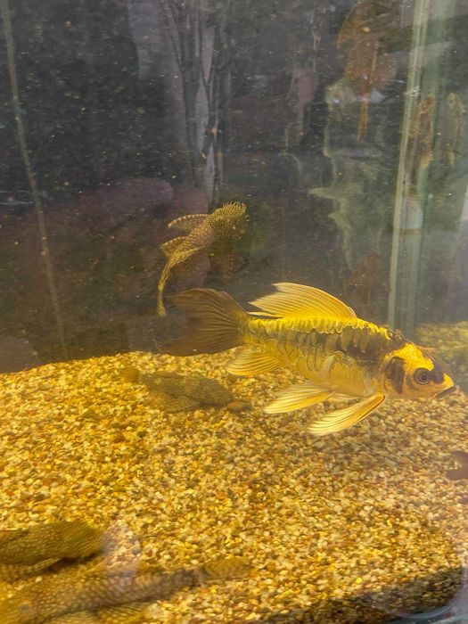 Риби кои / пеперуди/