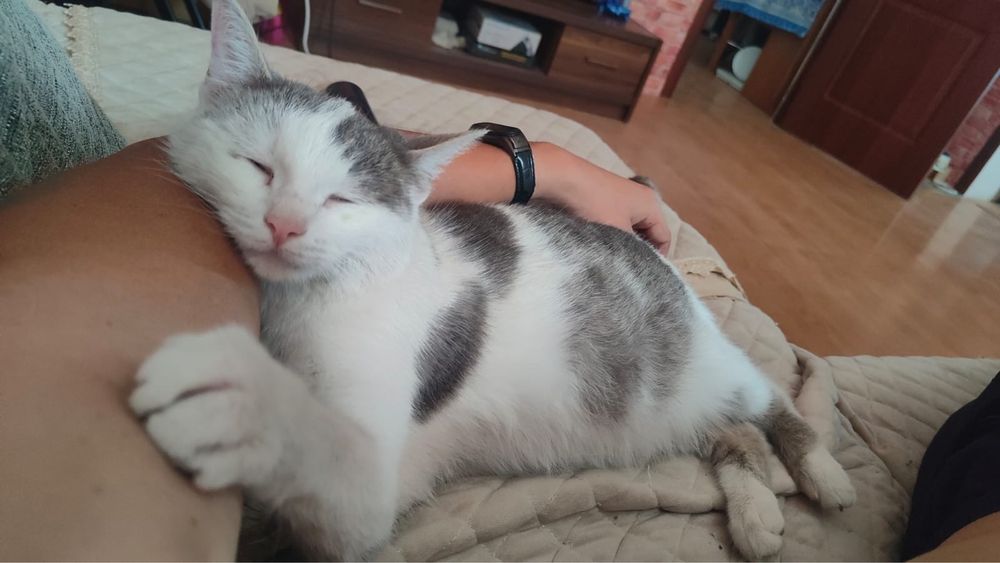 Срочно отдам кошку