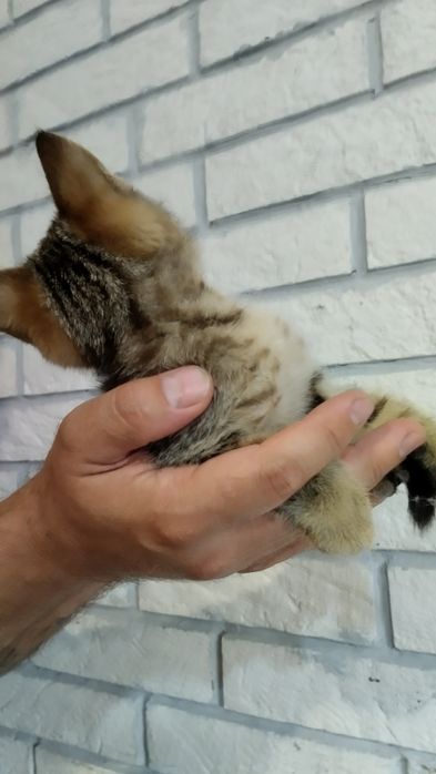 Отдам котенка, мальчик