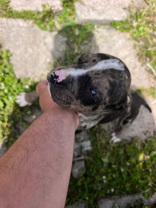 Питбулчета.