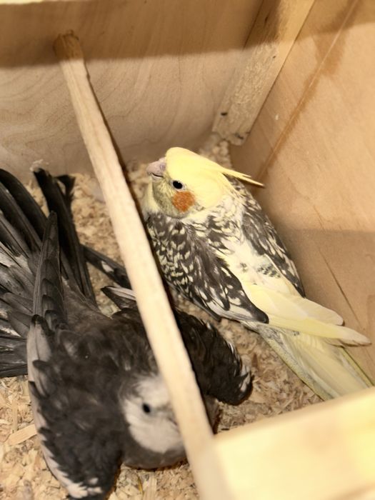 Toti xammasi qafaslari blan xammasi ozni pari blan tayyor