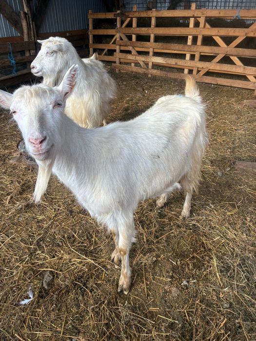 Vând doua capre gestante.