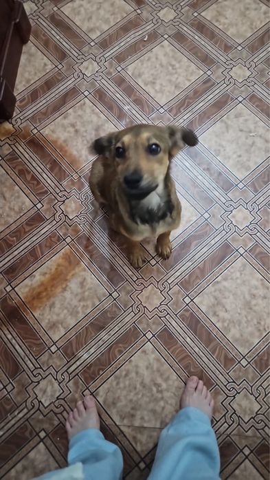 Отдам щенят бесплатно