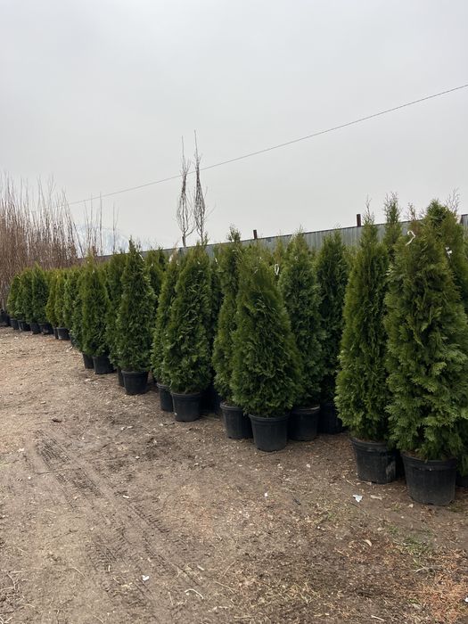 Туя смарагд оптом
