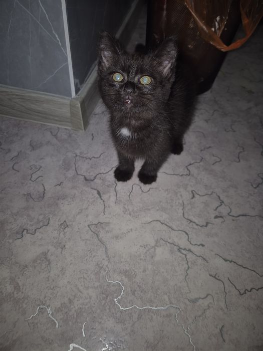 Отдам даром котенка